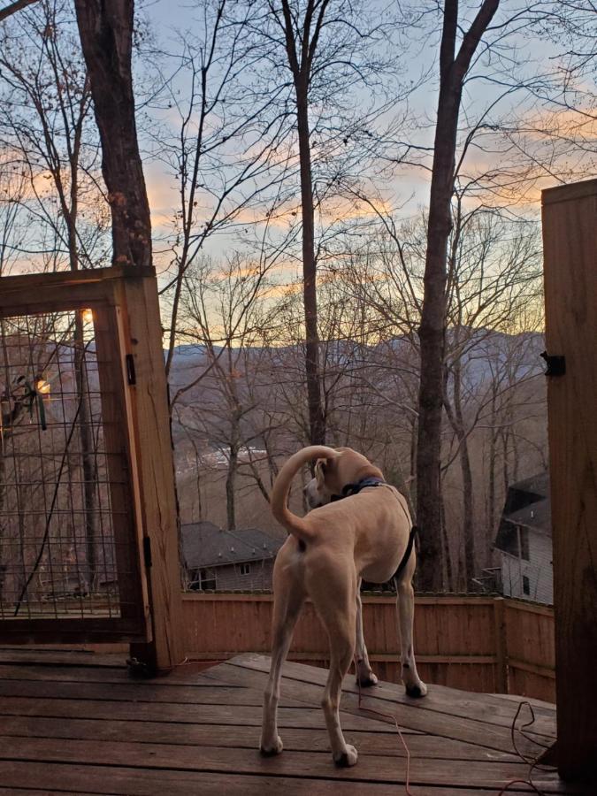 Treehouse Cathedral In Blue Ridge Mountains, Nc Villa Burnsville Eksteriør billede